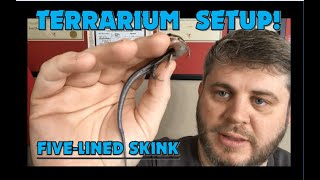 Setting Up FiveLined Skink TankTerrarium [upl. by Grounds115]