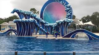 4K Dolphin Days Sea World Orlando Dolphin Show 2019 [upl. by Saref]