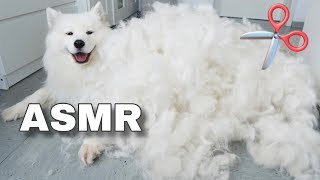 ASMR Relaxing Dog Grooming 🐶✂️ [upl. by Dobbins241]