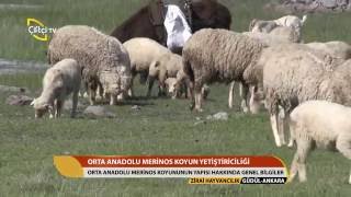 Zirai Hayvancılık Orta Anadolu Merinos Koyunu [upl. by Anetsirk66]