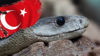 DİKKAT Türkiyede Yaşayan En Zehirli 10 Yılan Türü [upl. by Ainniz]