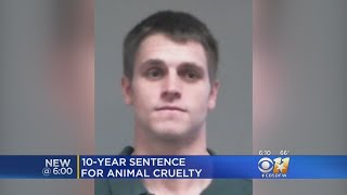 Man Sentenced To 10 Years For Stomping On Throwing Puppy [upl. by Norman770]