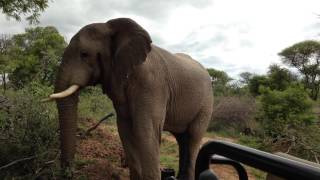 Marataba Elephant Encounter 2 [upl. by Funk]