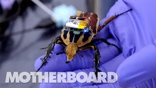 The Cyborg Beetles Designed to Save Human Lives [upl. by Brenk]