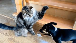 CATS AND DOGS Awesome Friendship  Funny Cat and Dog Vines COMBINATION [upl. by Dygal]