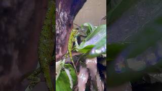 Lesser tree agamid feeding terrarium agamidae lizard reptile feeding [upl. by Erodeht730]