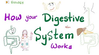 Digestive System 🤢 Mechanics 🧰  Digestion and Absorption  Anatomy and Physiology [upl. by Meir]