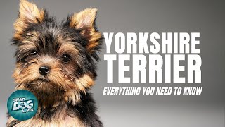 Yorkshire Terrier Dogs 101 Everything You Need To Know [upl. by Balfour289]