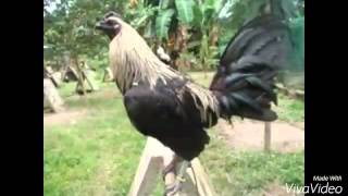 Top Strong Gamefowl Breeds [upl. by Lenox]