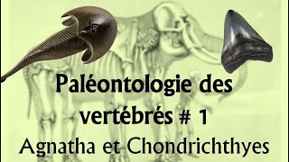 Paléontologie des vertébrés  1 Agnatha et Chondrichthyes [upl. by Lledor307]