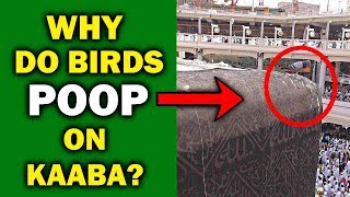 Why do Birds Poop on the Kaaba 🐦🕋 [upl. by Orthman685]