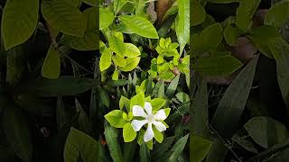 Cape jasmine bunga cina berlapis flowers [upl. by Notwen601]