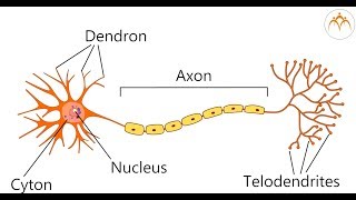 Bio Practical 12  To identify striated muscle fibre and nerve cells in animal tissues [upl. by Aihtekal]