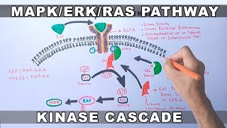 MAPKERK Signaling Pathway [upl. by Dolloff378]