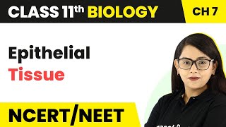 Epithelial Tissue Class 11  Structural Organisation in Animals  Class 11 Biology [upl. by Eedia103]