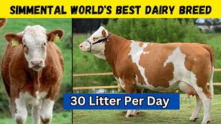 Simmental Cow Your Path to Maximum Profit in Dairy Farming [upl. by Morel836]