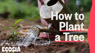 How to Plant a Tree [upl. by Ferdinand]