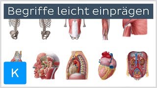 Wie man sich anatomische Begriffe leicht einprägt  Anatomie des Menschen  Kenhub [upl. by Hakilam]