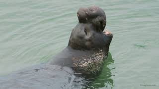 Elephant Seal vocalizing [upl. by Amena]