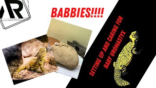 Baby Uromastyx Care [upl. by Ronald]