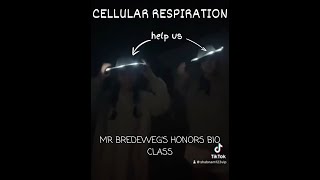 CELLULAR RESPIRATION PROJECT MR BREDEWEGS BIO HONORS CLASS [upl. by Vogeley634]