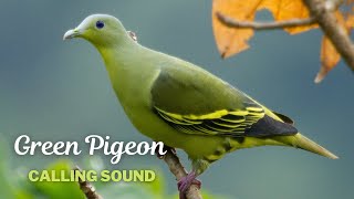 Green Pigeon Calling Sound [upl. by Secor594]