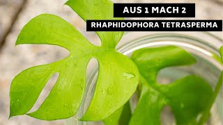 Aus 1 mach 2 Rhaphidophora tetrasperma  Pflanzen einfach vermehren Anleitung quotabmoosenquot [upl. by Ardnaid]