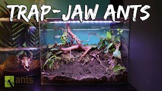 Ant Colony Spotlight TrapJaw Ants Live Feeding [upl. by Aradnahc]