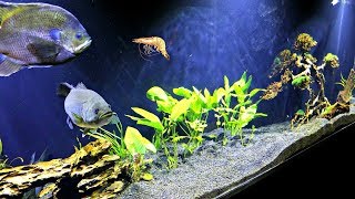 Feeding Pet Bass LIVE SHRIMP [upl. by Aisetra]