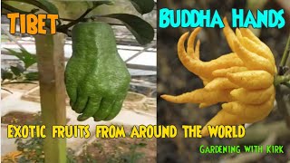 Buddha Hands documentary about this exotic fruit [upl. by Tansy]