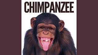 Chimpanzee Monkey Sound Effect Ringtone [upl. by Annirok]