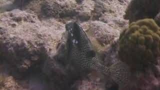 Fish Identification Smooth Trunkfish [upl. by Frierson709]