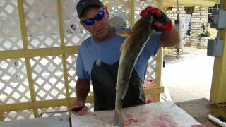 Filleting Trout and Redfish [upl. by Iznekcam]