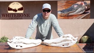 HOW TO CLEAN AN ALLIGATOR SKULL [upl. by Ettennan377]