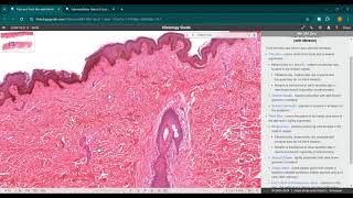 Glándulas exocrinas  sudorípara y submandibular  Histology guide  JINV [upl. by Yeldud]