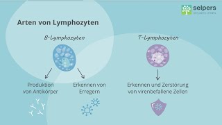 Das lymphatische System einfach erklärt 💡 Lymphknoten und Lymphozyten Experte im Interview [upl. by Feltie568]