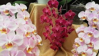 Cómo cuidar Orquídeas Phalaenopsis en casa [upl. by Ydnirb]