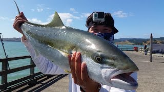 NZ Basic Fishing  Wharf Fishing  Catching fish with Livebait [upl. by Alyac138]