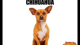 Beverlly Hills Chihuahua Theme Song ¡Im a Chihuahua [upl. by Lapides]