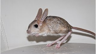 My pet Jerboa [upl. by Fair659]