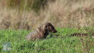 American Badger Hunting Gophers [upl. by Ariat280]