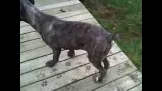 Hip Dysplasia in Cane Corso Mastiff [upl. by Jenine]