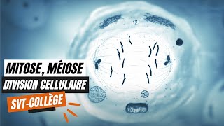 La mitose la méiose et les divisions cellulaires  SVT Collège [upl. by Ainatnas]