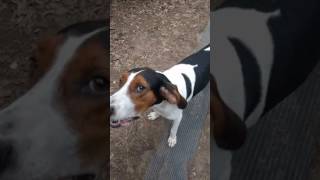 Treeing Walker Coonhound Jax Howling for a Ride to the Store [upl. by Maxama762]