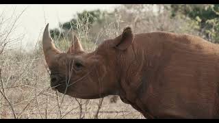 Orphaned Black Rhino Apollo  Sheldrick Trust [upl. by Amolap]