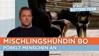 Frauchen Rabea macht sich Sorgen dass es eskaliert 😳  Der Hundeprofi  Rütters Team [upl. by Louanne]