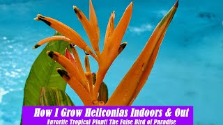 How I Grow Heliconias Indoors and Outside  False Bird of Paradise [upl. by Yanffit]