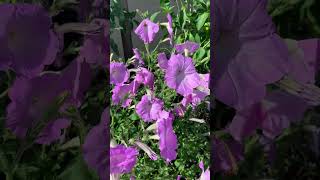 Today years old Petunia plant care Properly prune for dozens of flowers shorts garden plants [upl. by Onek]