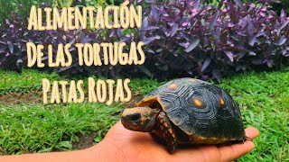 Alimentación de las Tortugas Patas Rojas 🐢 [upl. by Aneroc]