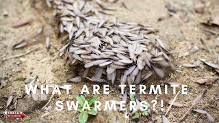 What Are Termite Swarmers [upl. by Bartholemy]